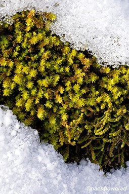 plant form with wet and dry leaves